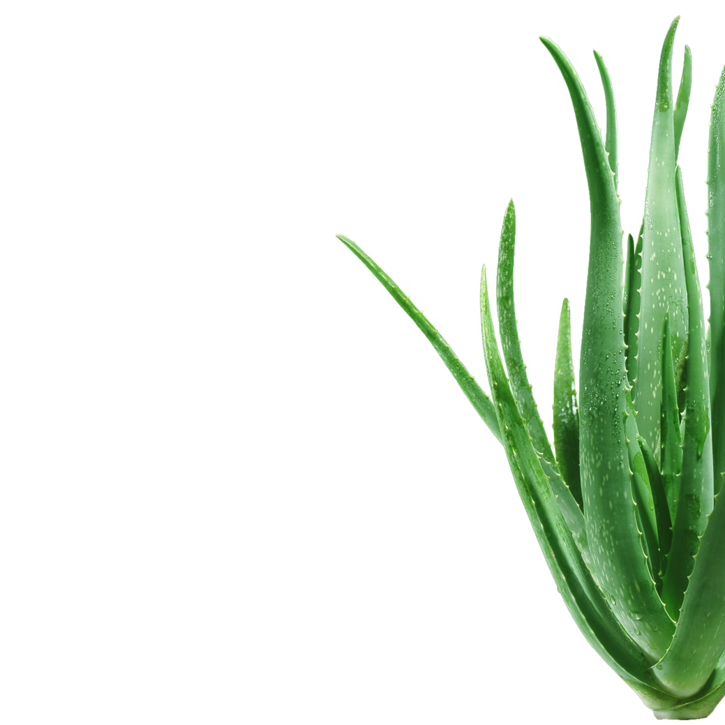 aloe vera pommade Aloe Vera Gel from the Pharmacy – Moisture & Care main image 1